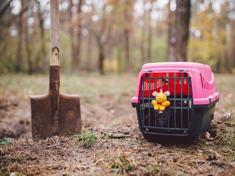 Katze im Garten begraben mit Schaufel und Transportbox