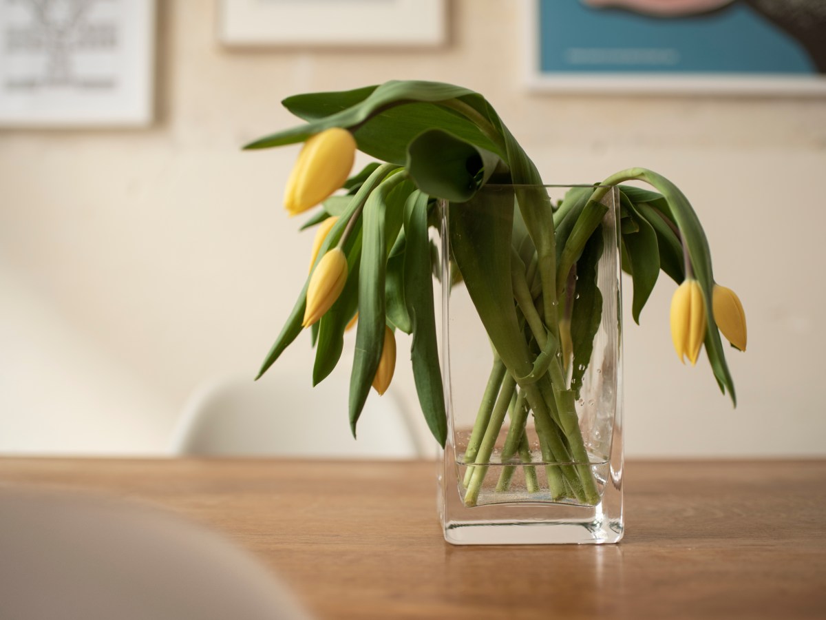 Deine Tulpen hängen schlapp herunter? Dieser Trick hilft sofort