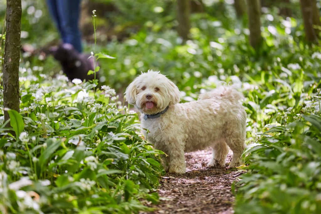 Hund Bärlauch