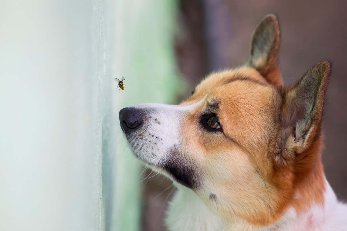 Biene und Hund