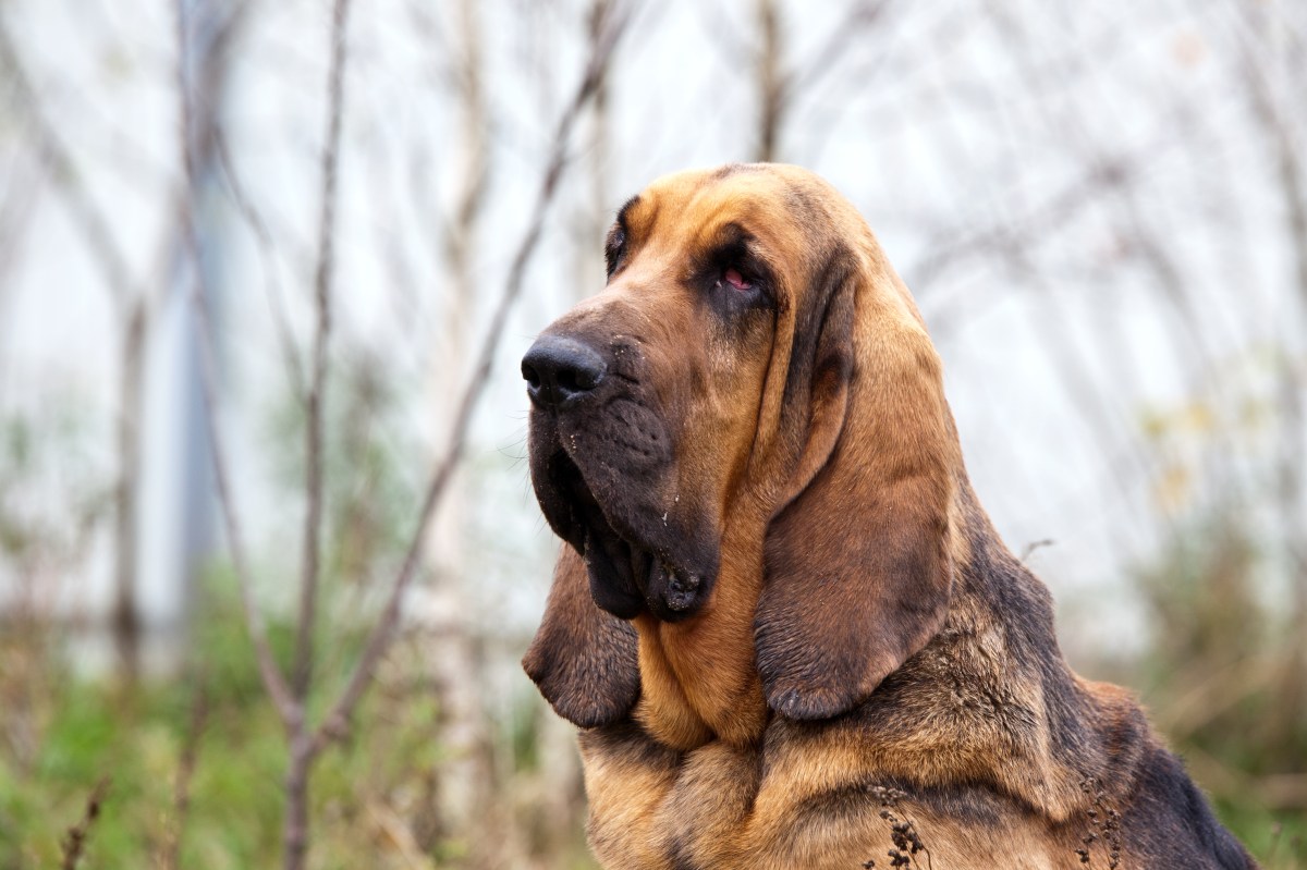 Bloodhound