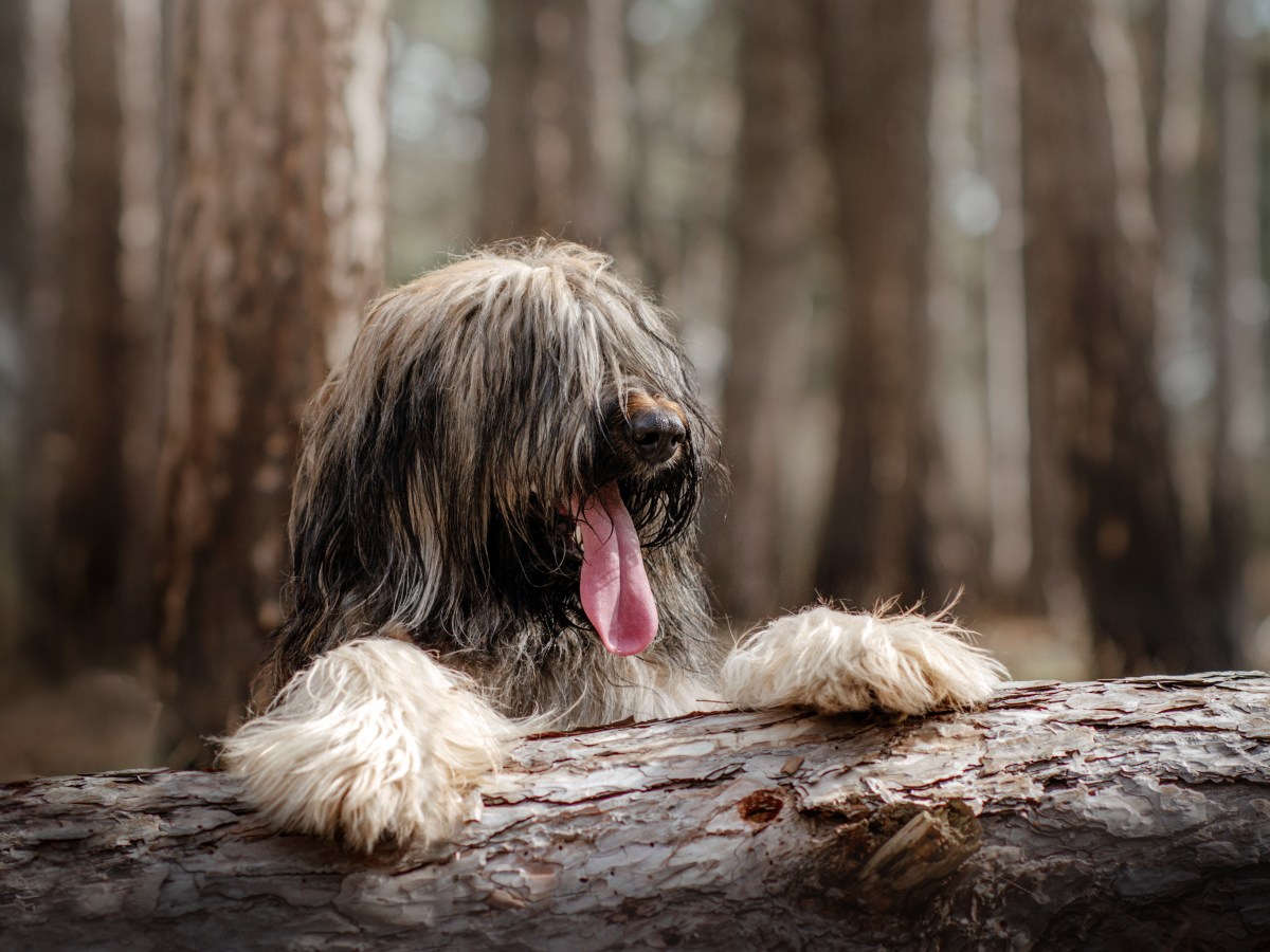 Briard: Charakter, Pflege und Eignung als Familienhund