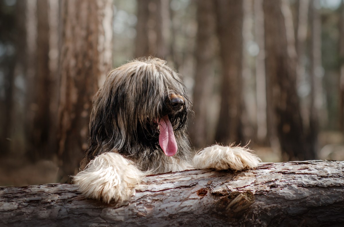 Briard