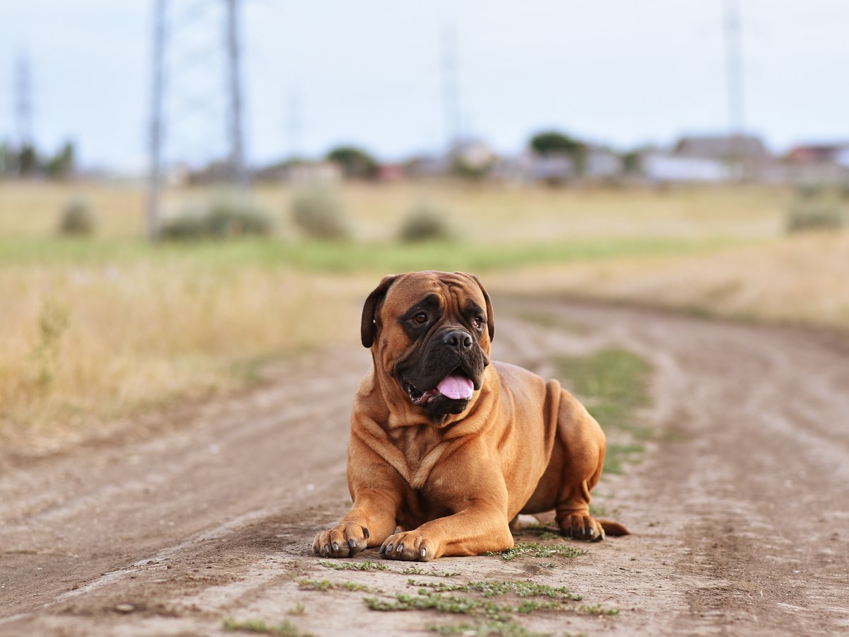 Bullmastiff: Vollständiger Rasseguide für angehende Besitzer