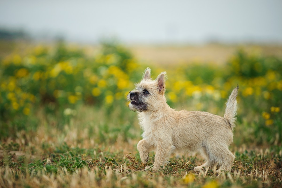 Cairn Terrier