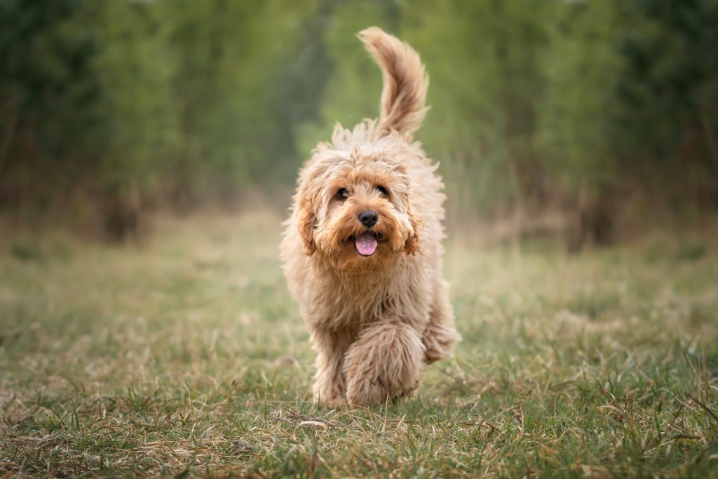 Cavapoo