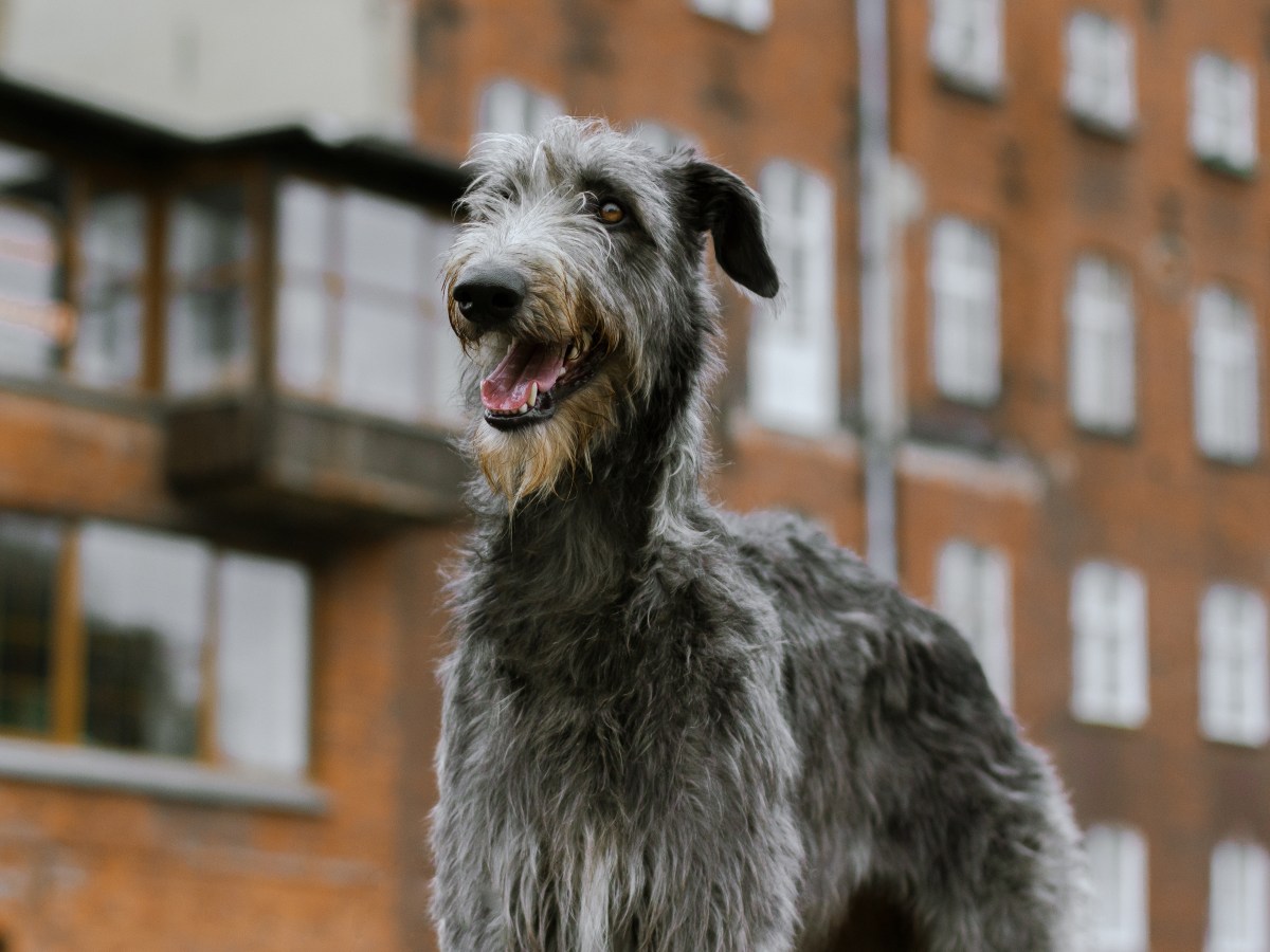 Deerhound: Der ultimative Guide zur majestätischen Hunderasse