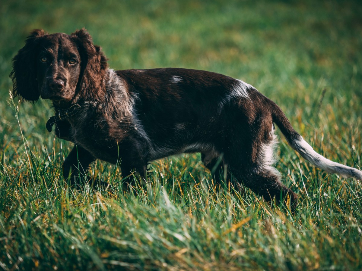 Deutscher Wachtelhund: Charakter, Pflege und Eignung als Familienhund