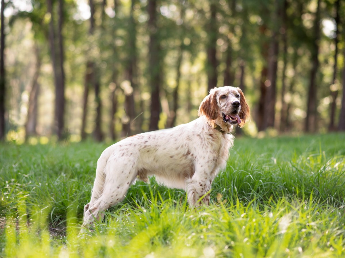 English Setter