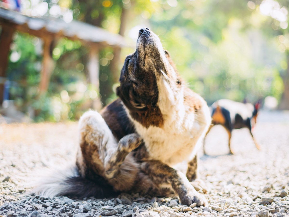 Hund mit Allergien