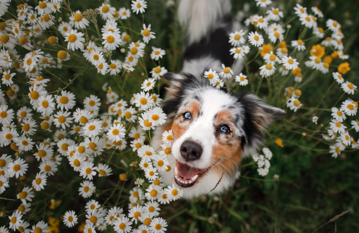 Hund mit Blumen