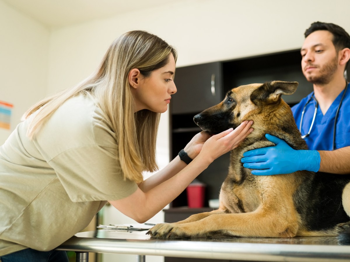 Hund einschlÃ¤fern lassen