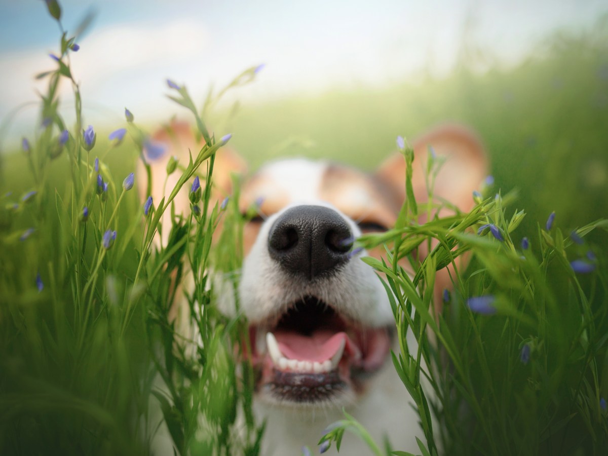 Dein Hund gehorcht nicht im Frühling? Daran liegt es wirklich