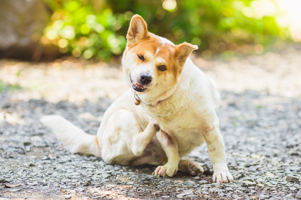 Hund kratzt sich