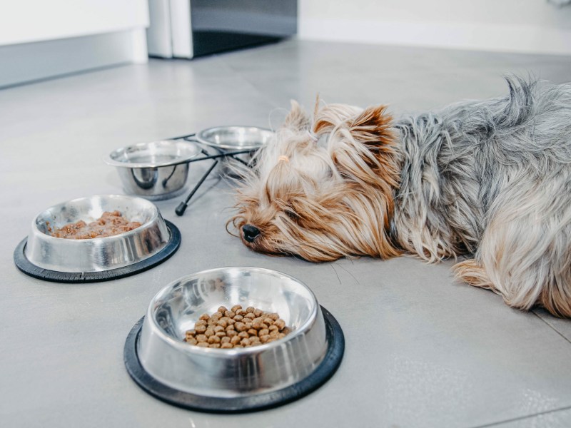 Hund liegt vor Futternäpfen