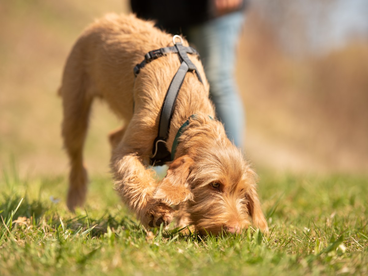 Hund schnÃ¼ffelt