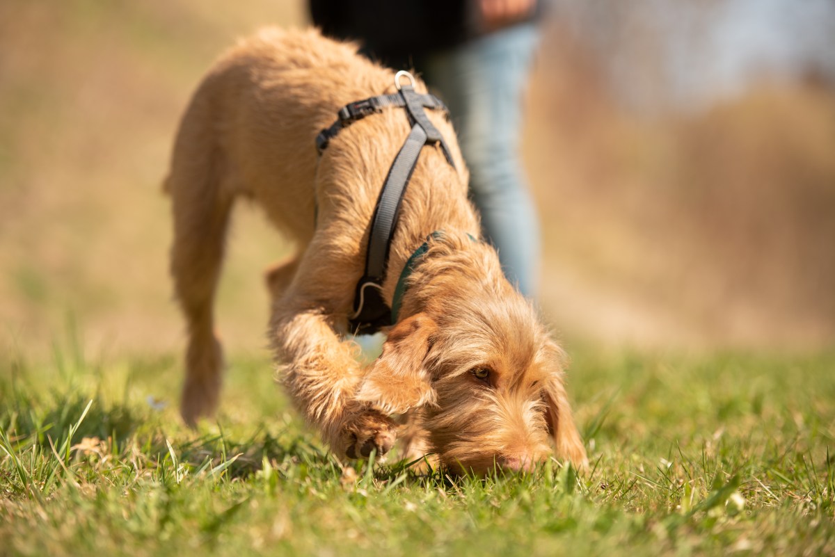 Hund schnüffelt