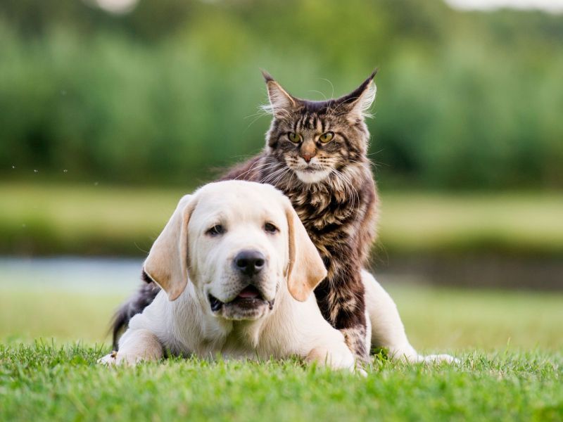 Maine Coon Katze liegt mit Hund auf dem Rasen