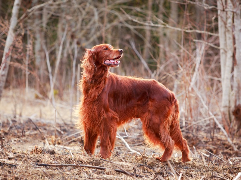 Irish Red Setters