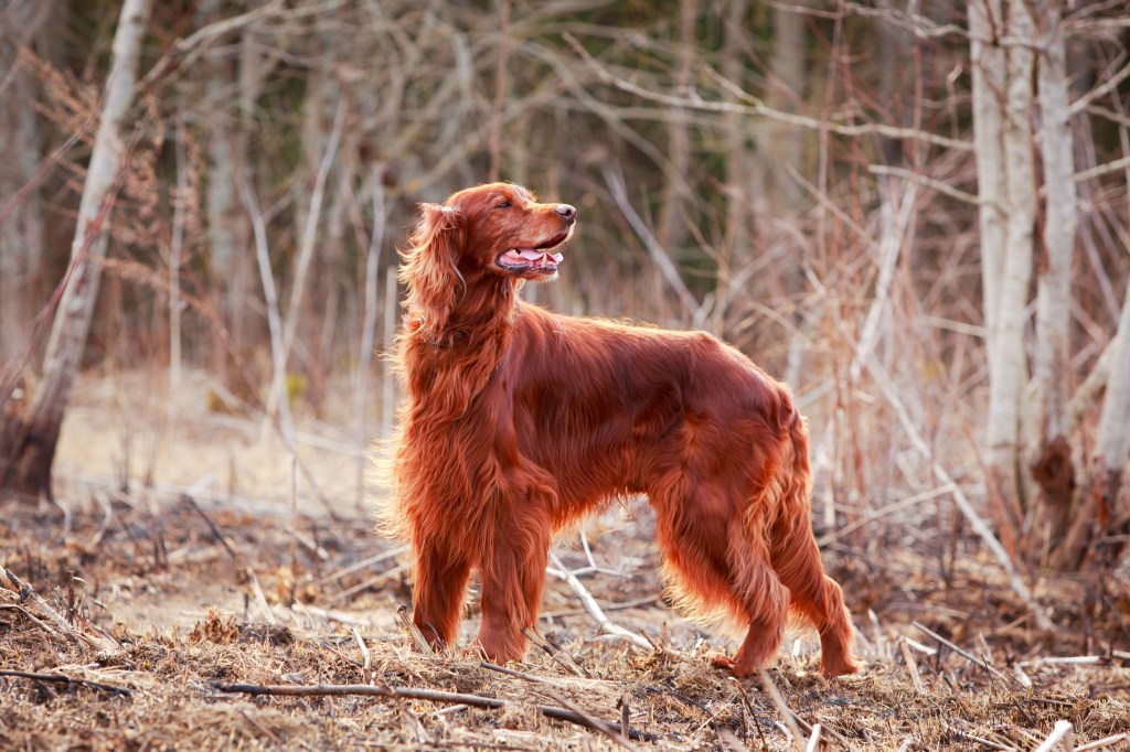 Irish Red Setters