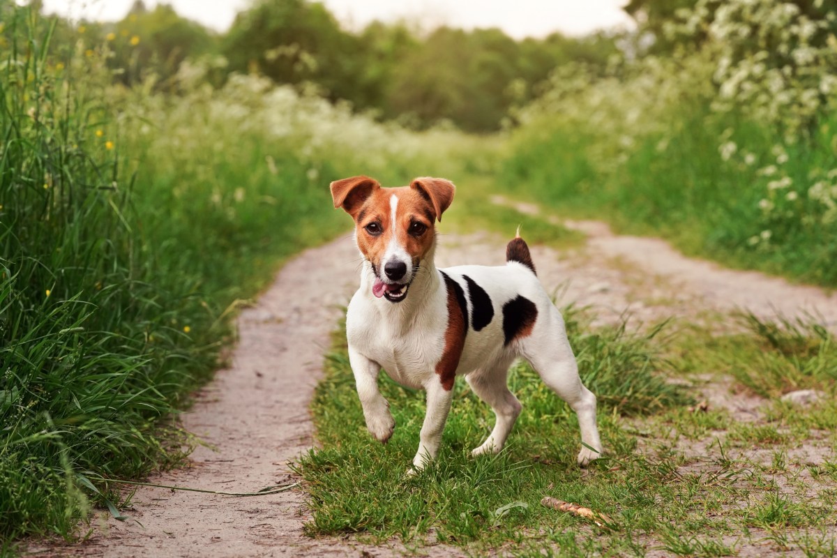 Jack Russell Terrier