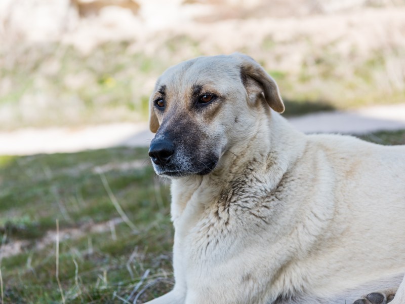 Kangal