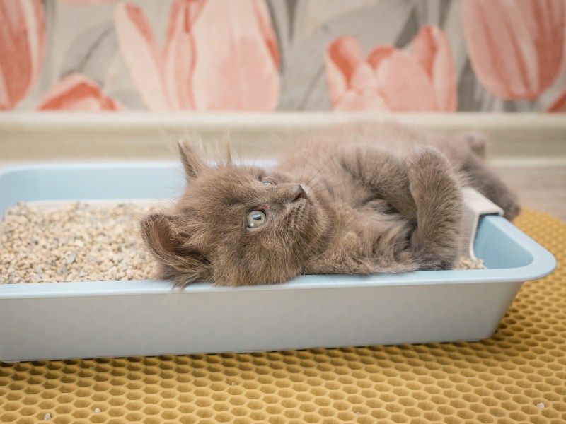 Matte für Katzenklo, in dem eine Katze liegt