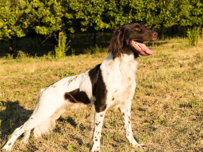 kleiner Münsterländer