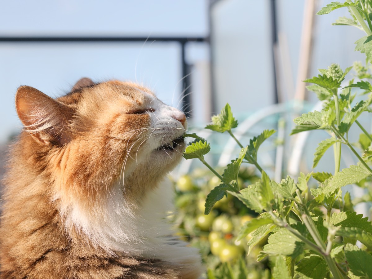 Katze schnÃ¼ffelt an KrÃ¤uter