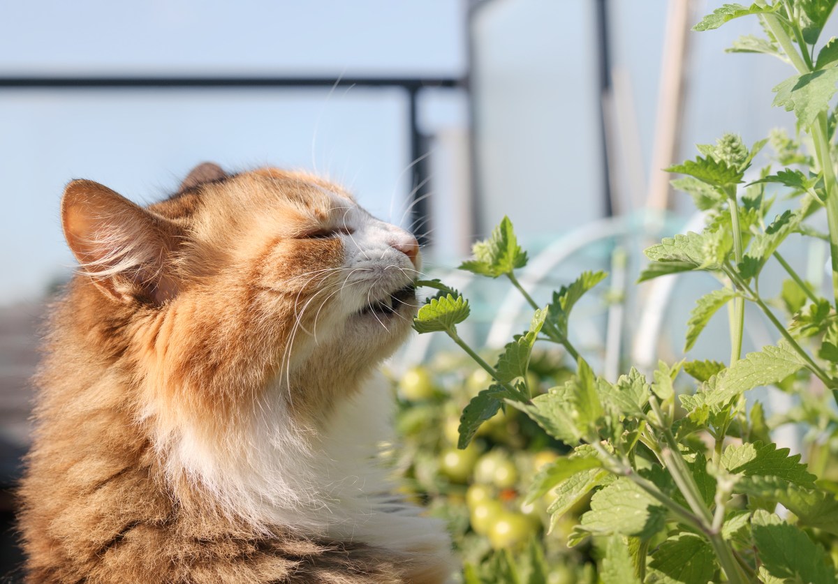 Katze schnüffelt an Kräuter