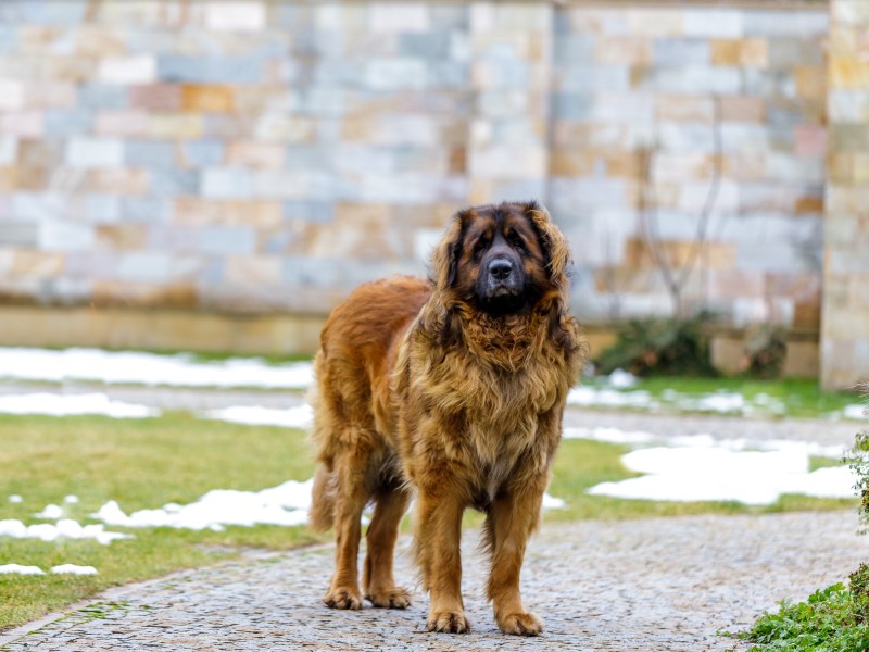 Leonberger