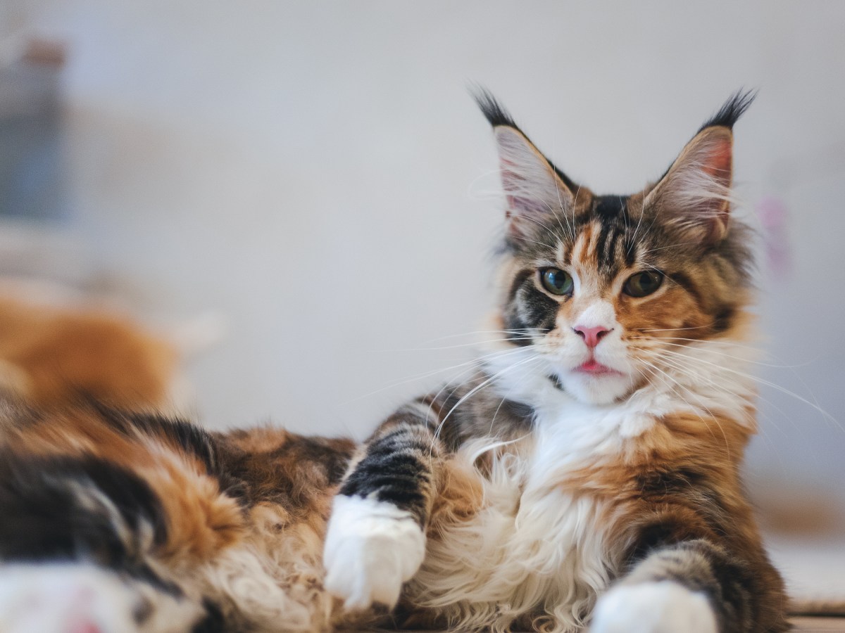 Maine Coon: Pflege, Gesundheit & Haltung der Riesenkatze