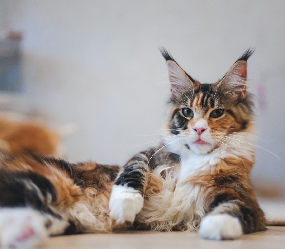 Maine Coon mehrfarbig