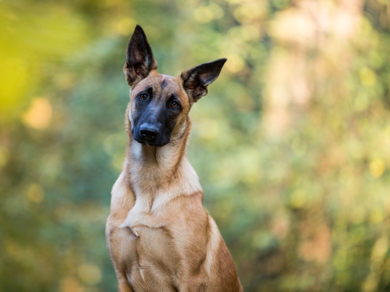 Malinois