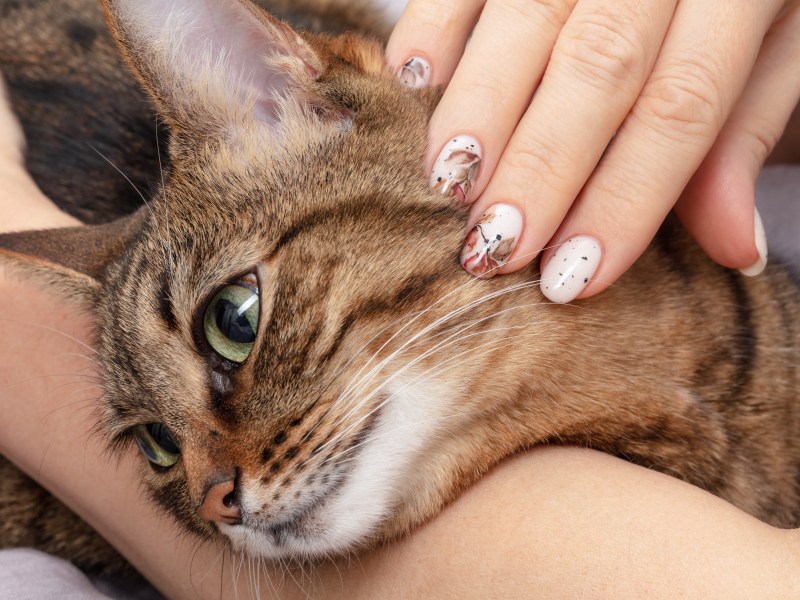 Nagellack Katze ist gefährlich mit frisch lackierten Nägeln