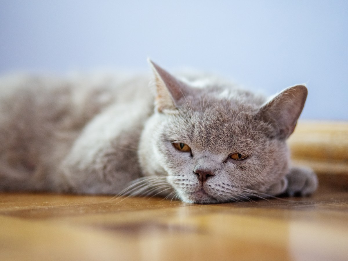 Niereninsuffizienz Katze liegt auf dem Boden mÃ¼de