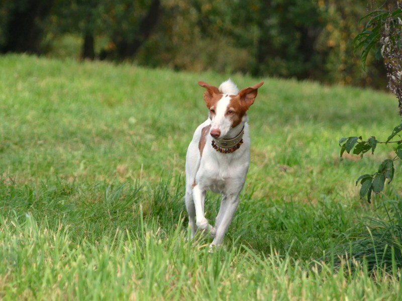 Podenco Canario