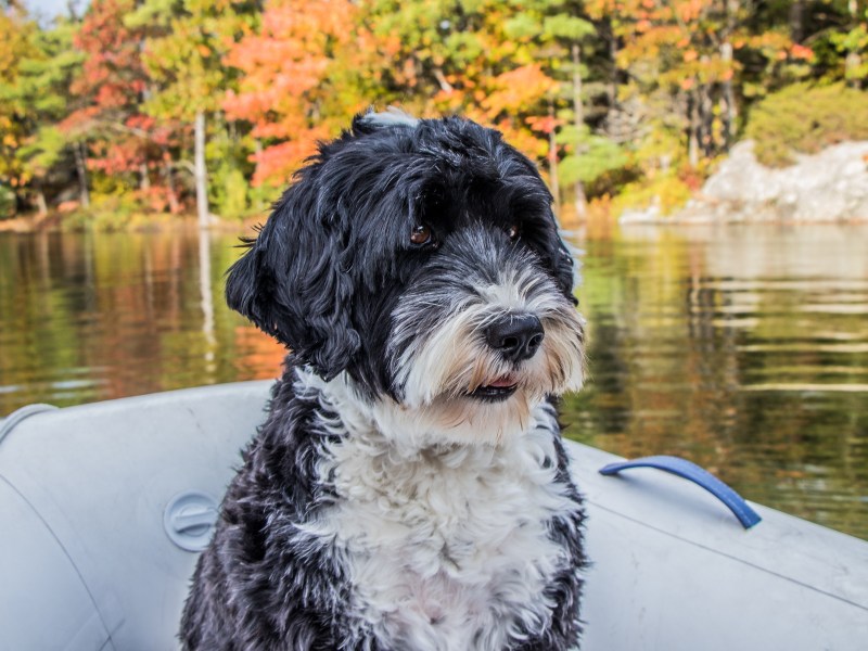 Portugiesischer Wasserhund