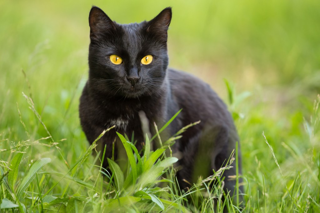 Schwarze Katze im Gras