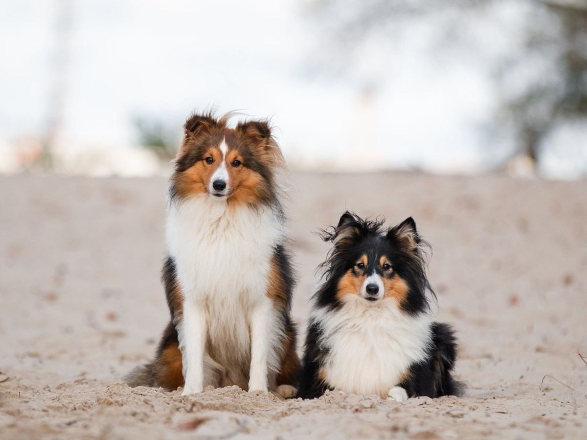 Shetland Sheepdog: Der ultimative Guide zur Sheltie-Rasse