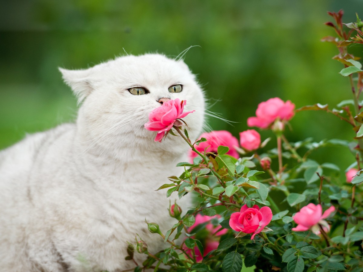 Ungiftige Gartenpflanzen fÃ¼r Katzen Rosen