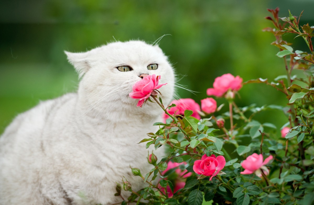 Ungiftige Gartenpflanzen fÃ¼r Katzen Rosen