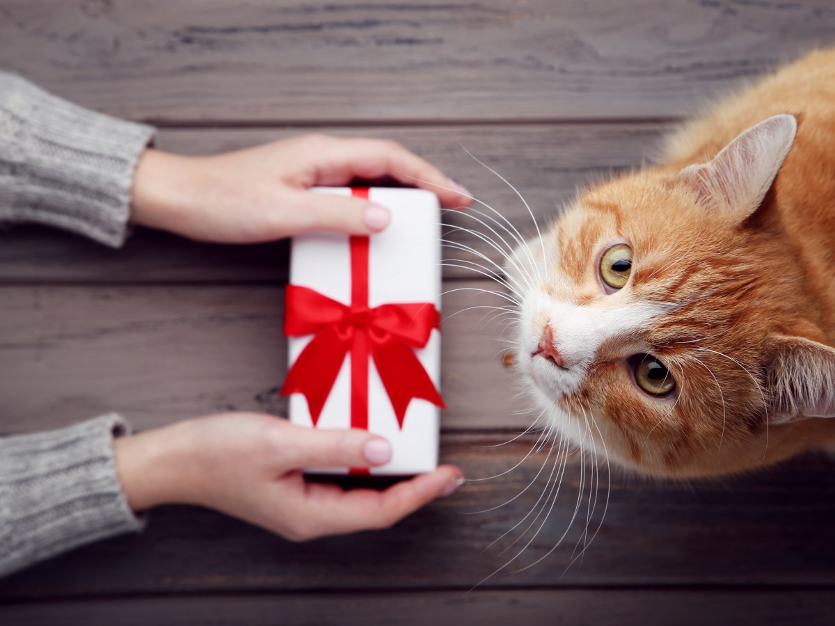 Bei der Katze entschuldigen: „Ich habe es jahrelang falsch gemacht“