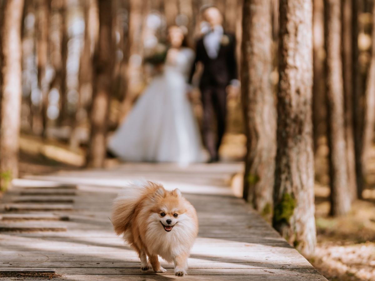 Tierisches Braut-Bouquet kann bellen: Hund wird viraler Hit