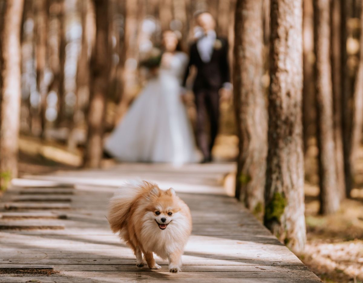 Braut: Hund statt BlumenstrauÃŸ. Dieser Trend geht viral