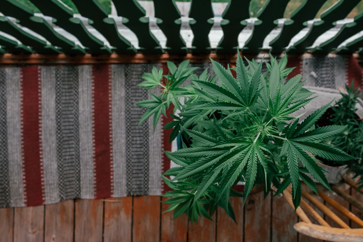 Cannabis auf dem Balkon