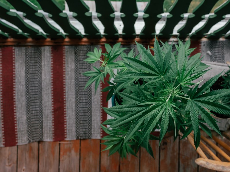 Cannabis auf dem Balkon