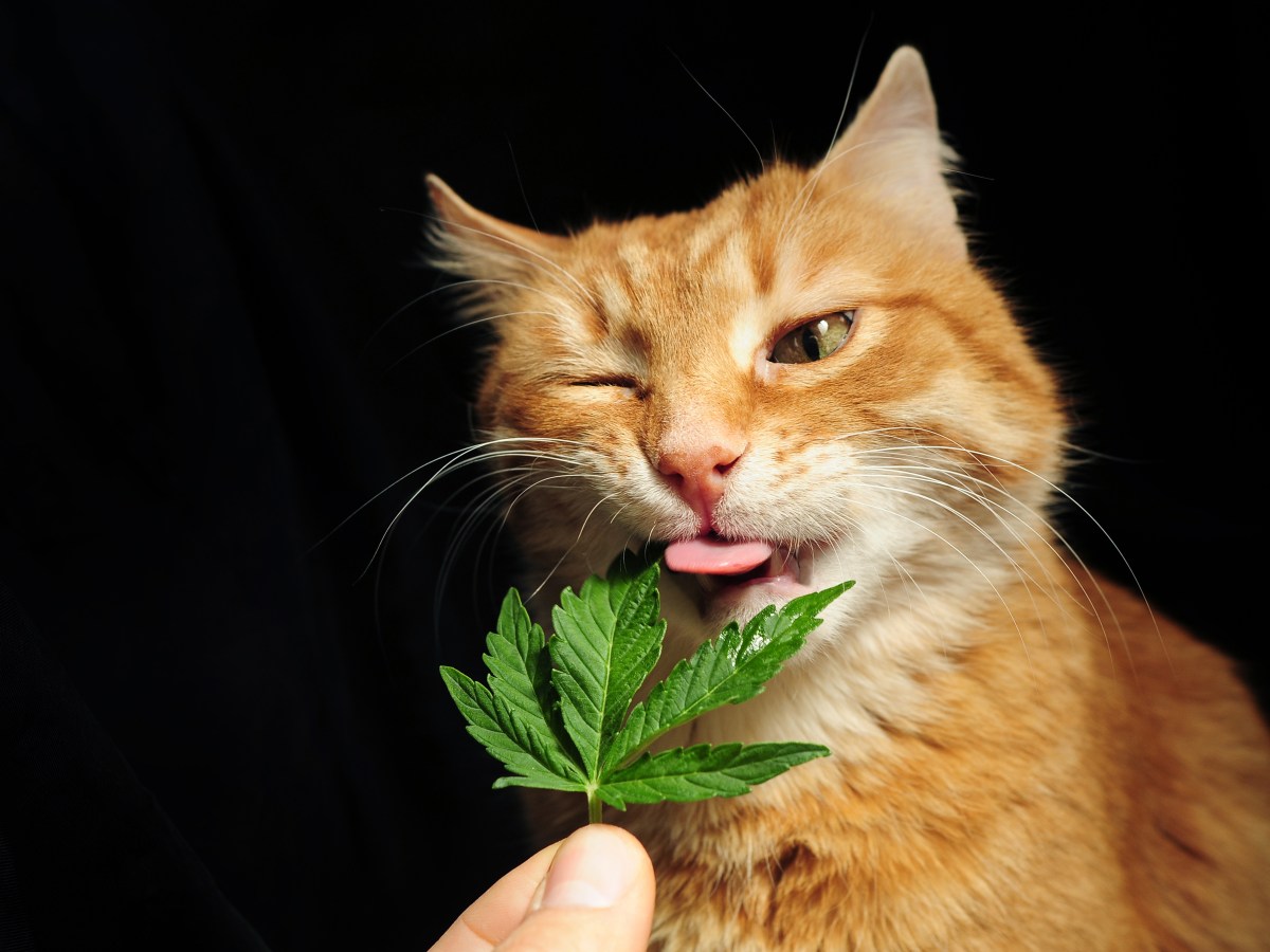 PETA-Expertin warnt: Kaum jemand weiß, wie gefährlich Cannabis für Haustiere ist