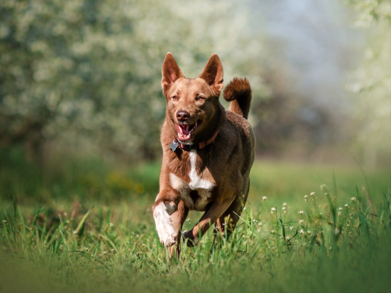 Hund im Frühling