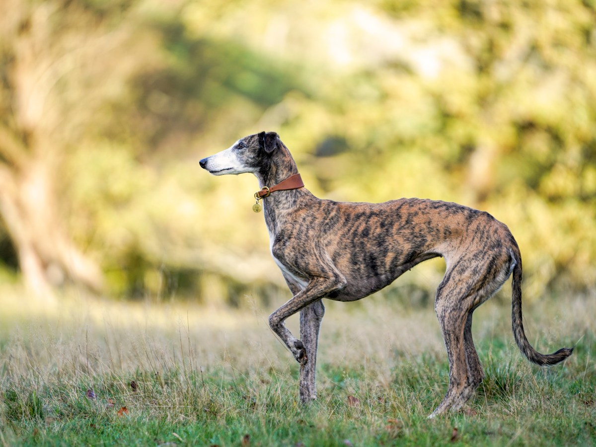 Galgo: Charakter, Pflege und Gesundheit des Windhunds